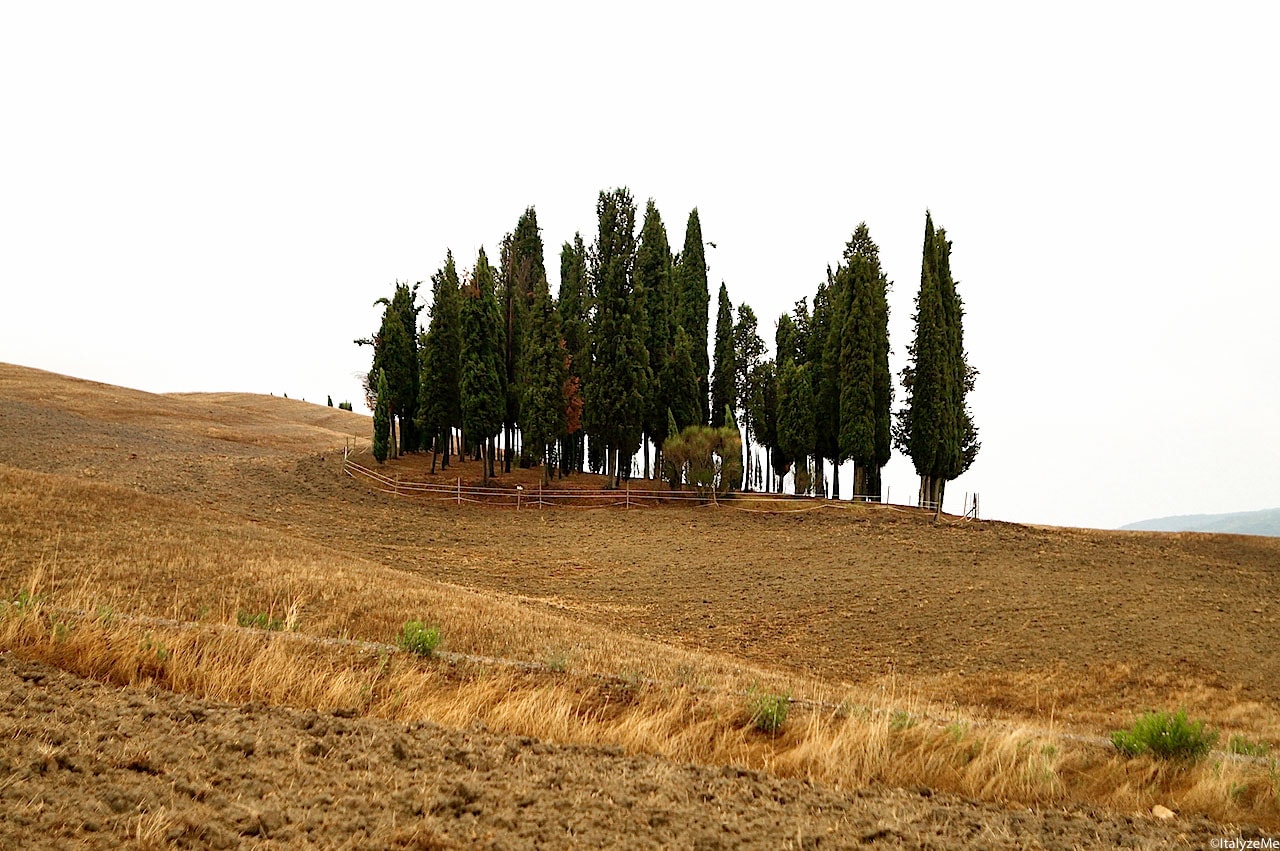 Gruppo di cipressi nelle colline attorno a San Quirico d'Orcia