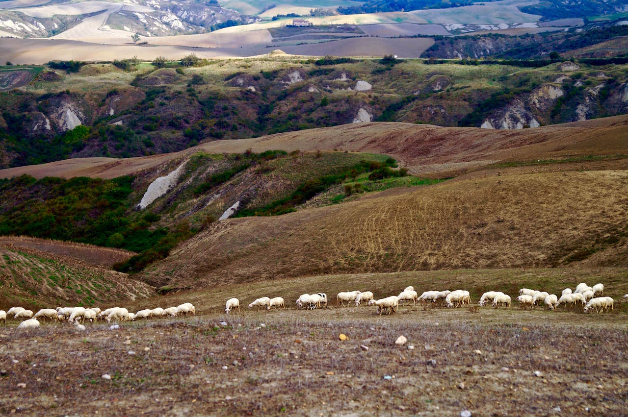 Pascolo sulle Crete senesi, con le pecore lasciate libere di brucare le erbe selvatiche