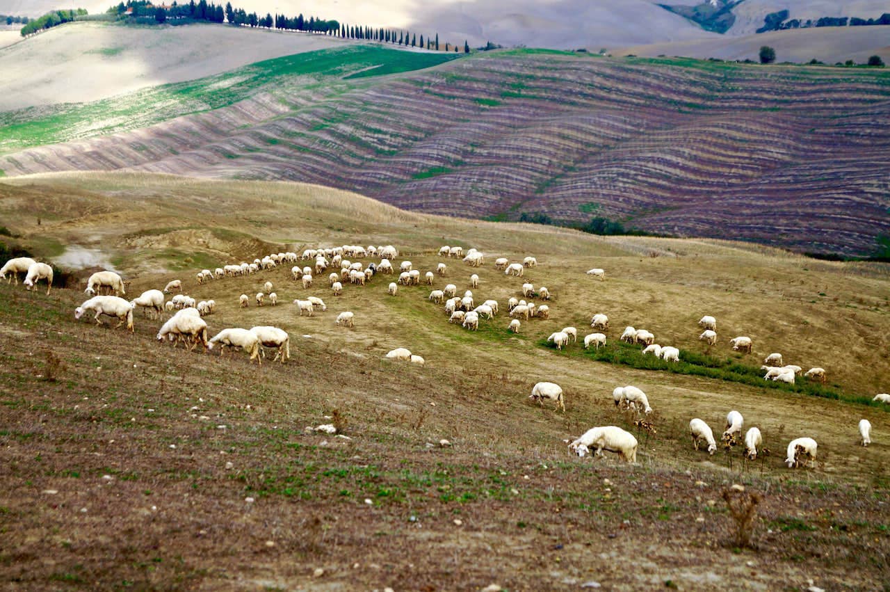 Gregge di pecore nei pressi di Asciano