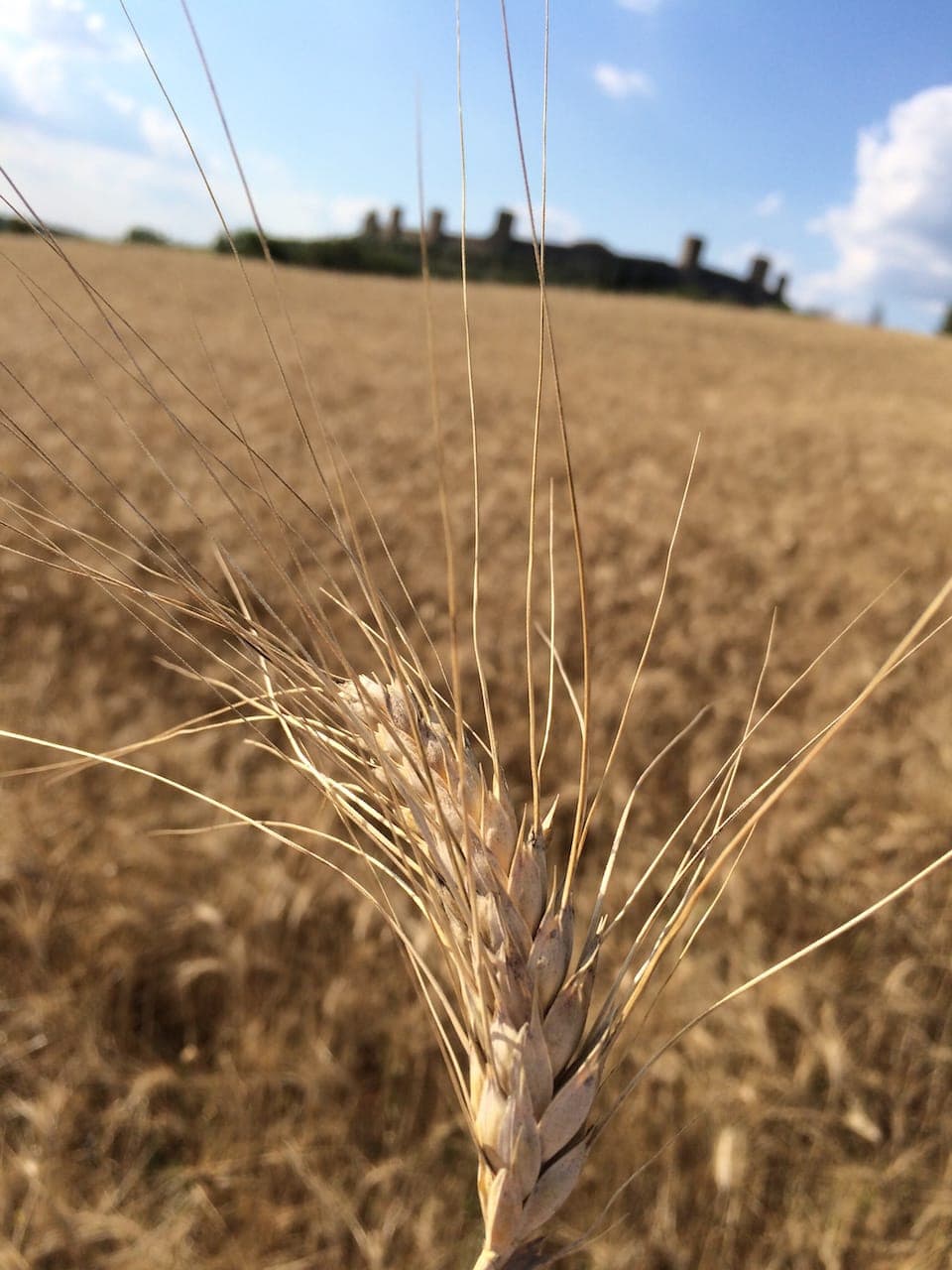 Monteriggioni, Spiga di grano nei campi
