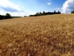 Panorama Cinta monteriggioni
