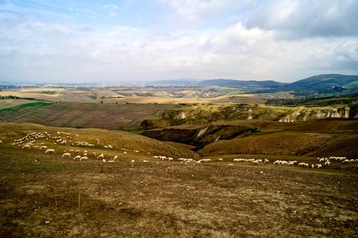 Pecore al pascolo nelle Crete Senesi in estate